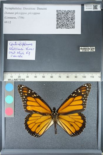 Media type: image;   Entomology 164925